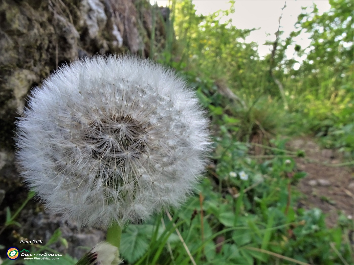 17 Fiore di Tarassacum officinale (Tarassaco comune) in fruttescenza .JPG